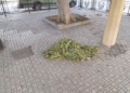 WhatsApp Image 2024 08 08 at 13.02.36 2 La Ciudad retira las hojas de los árboles en Ciudad de Málaga y Virgen de la Victoria