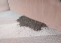 WhatsApp Image 2024 08 08 at 13.02.38 La Ciudad retira las hojas de los árboles en Ciudad de Málaga y Virgen de la Victoria