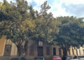 Movimiento en Defensa del Arbolado exige protección real para los ficus de Correos
