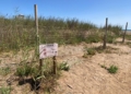 La Ciudad coloca vallas para proteger al chortilejo en la desembocadura del Río de Oro