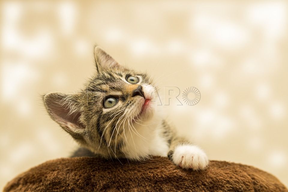 La Ciudad vuelve a declarar el nivel 1 de rabia tras el último caso en un gato callejero