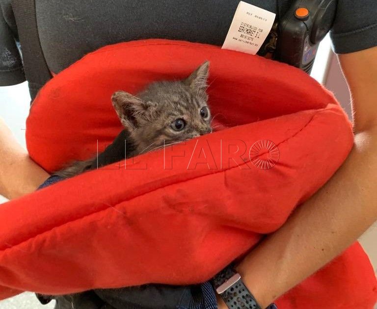 gato La clínica afectada reanudará su actividad en el programa CES de colonias felinas