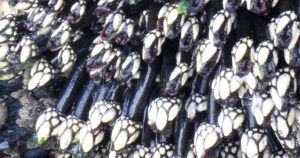 percebes alimentandose de las olas recorte Percebes