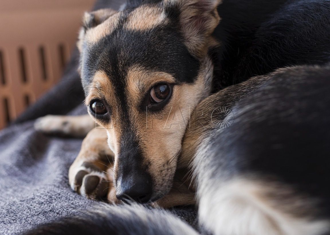 perro duelo ¿Cómo viven el duelo los animales?