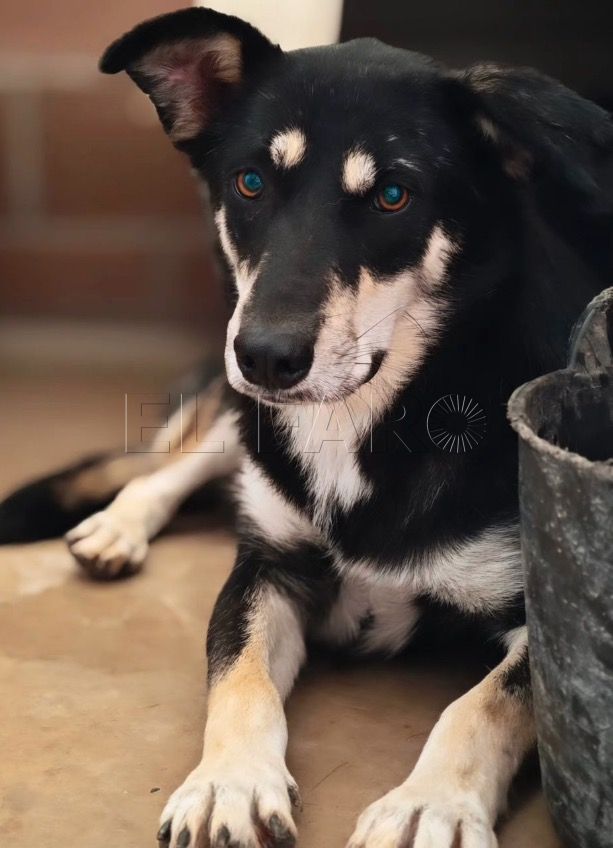 2 4 Bimba busca un hogar