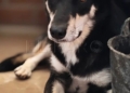 2 5 Bimba busca un hogar