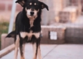 3 2 Bimba busca un hogar