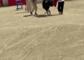 48980fdb 20af 4012 9271 83b14f403796 La plaza de toros de Melilla sorprende a los vecinos de San Martín del Tesorillo