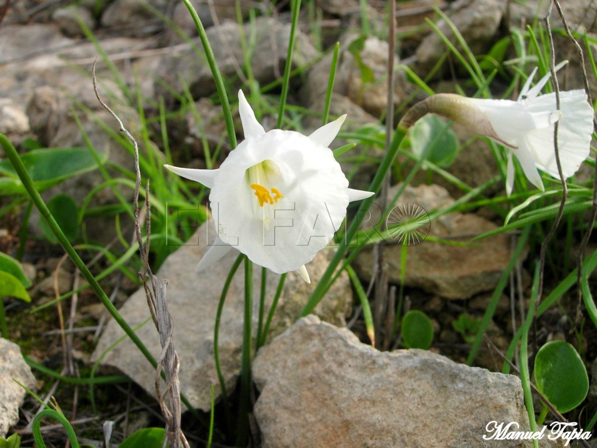 Narciso blanco en los prados pedregosos del Nano