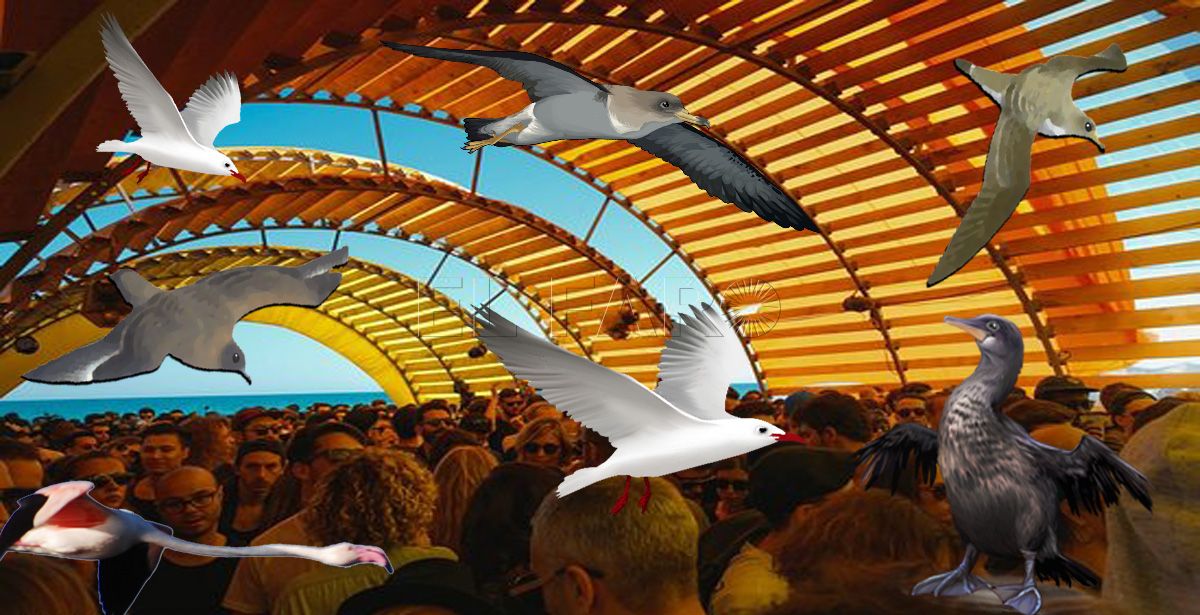 Sunwaves y aves marinas Otro festival, atropello y pelotazo
