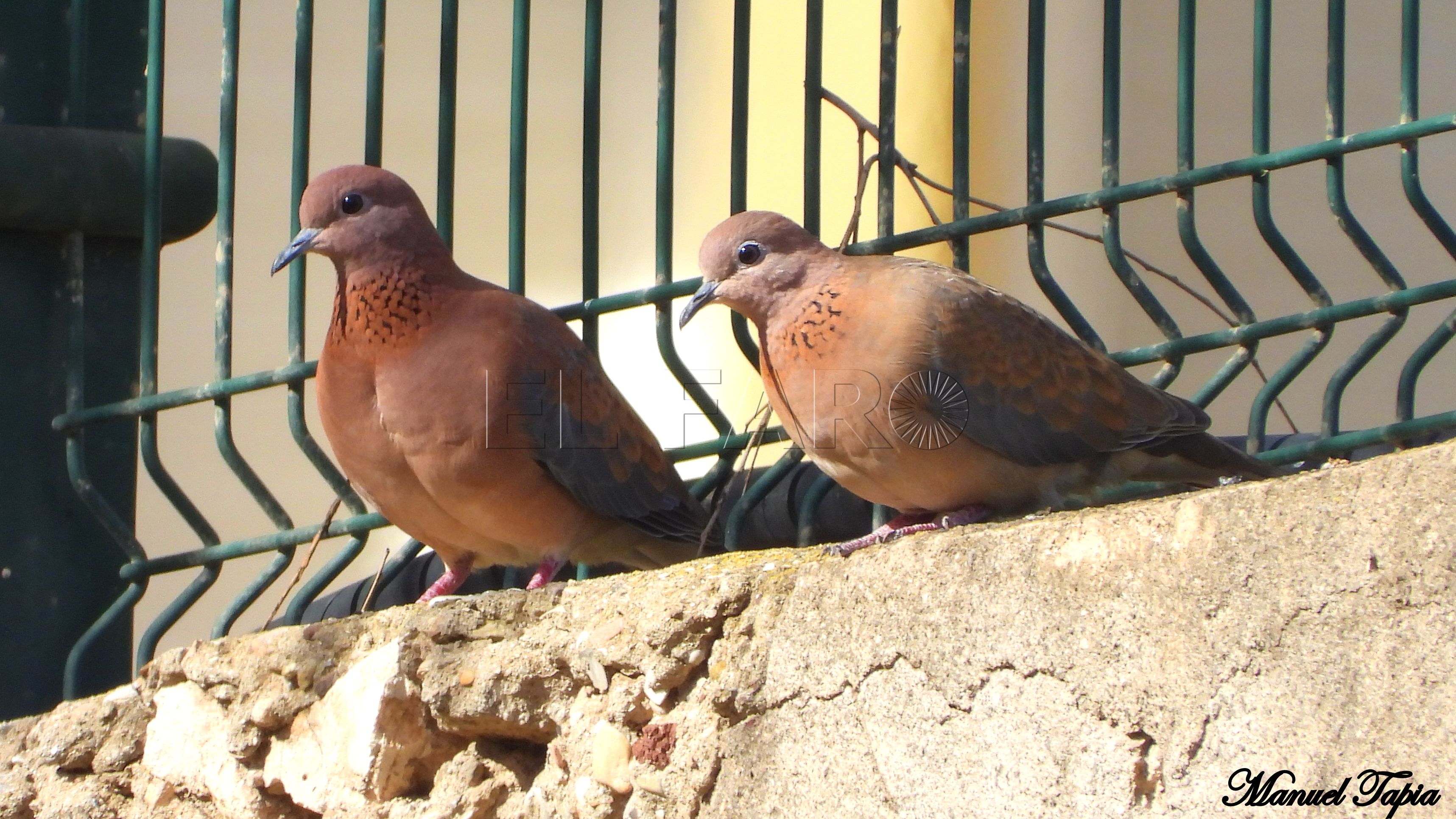 tórtolas senegalesas (Spilopelia senegalensis), en el río de Oro.