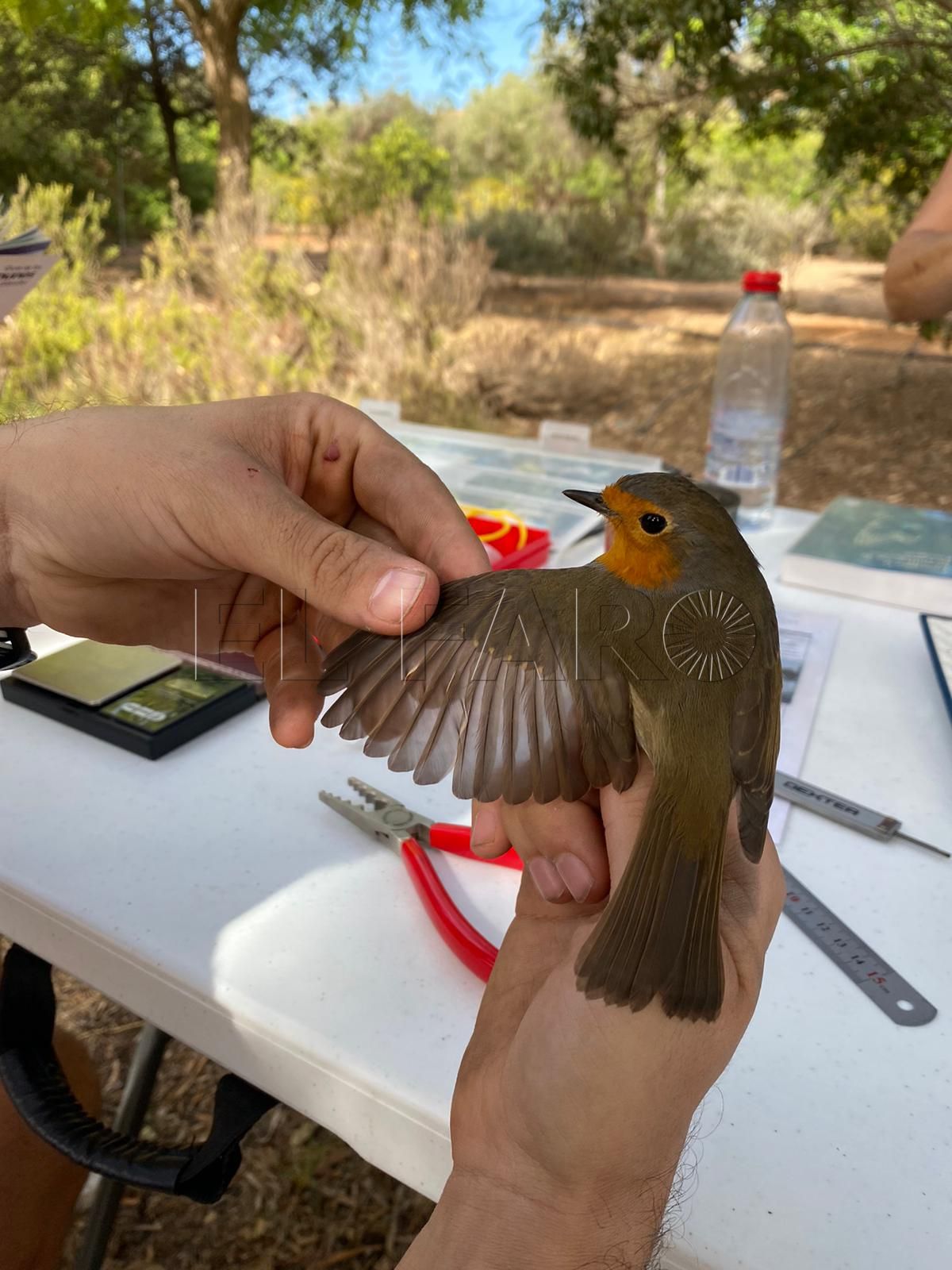 Aves 1 La SEO local valora positivamente el anillamiento que realizó el pasado domingo