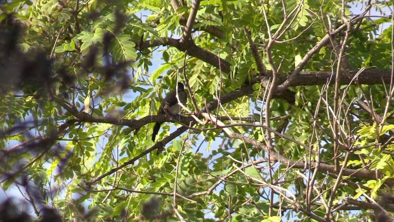 Bulbul en el Parque Forestal SEO/BirdLife conmemora el Día de las aves con un anillado en el Parque Forestal