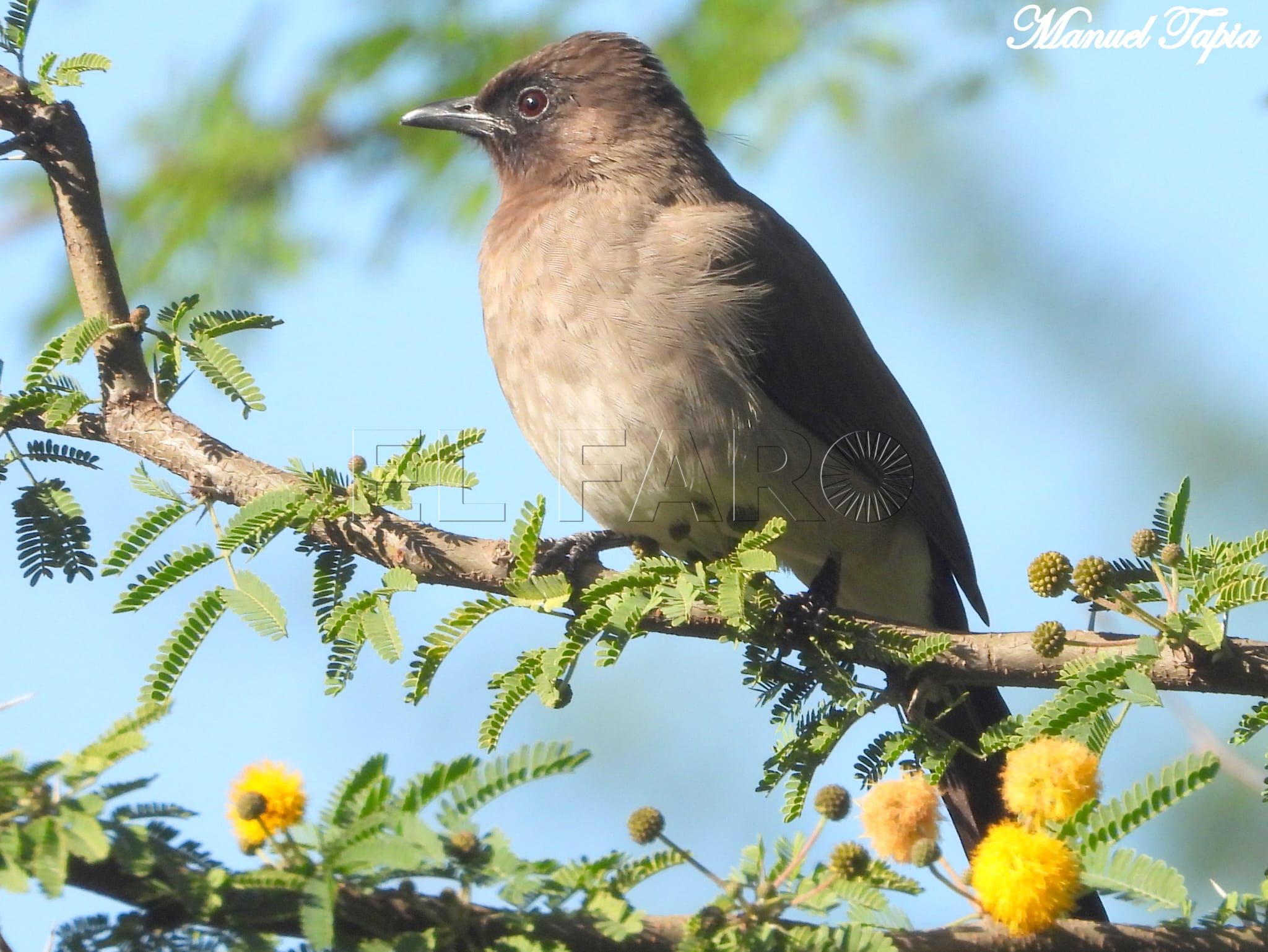 Bulbul naranjero 1 Se han avistado ciento sesenta especies de aves diferentes en Melilla