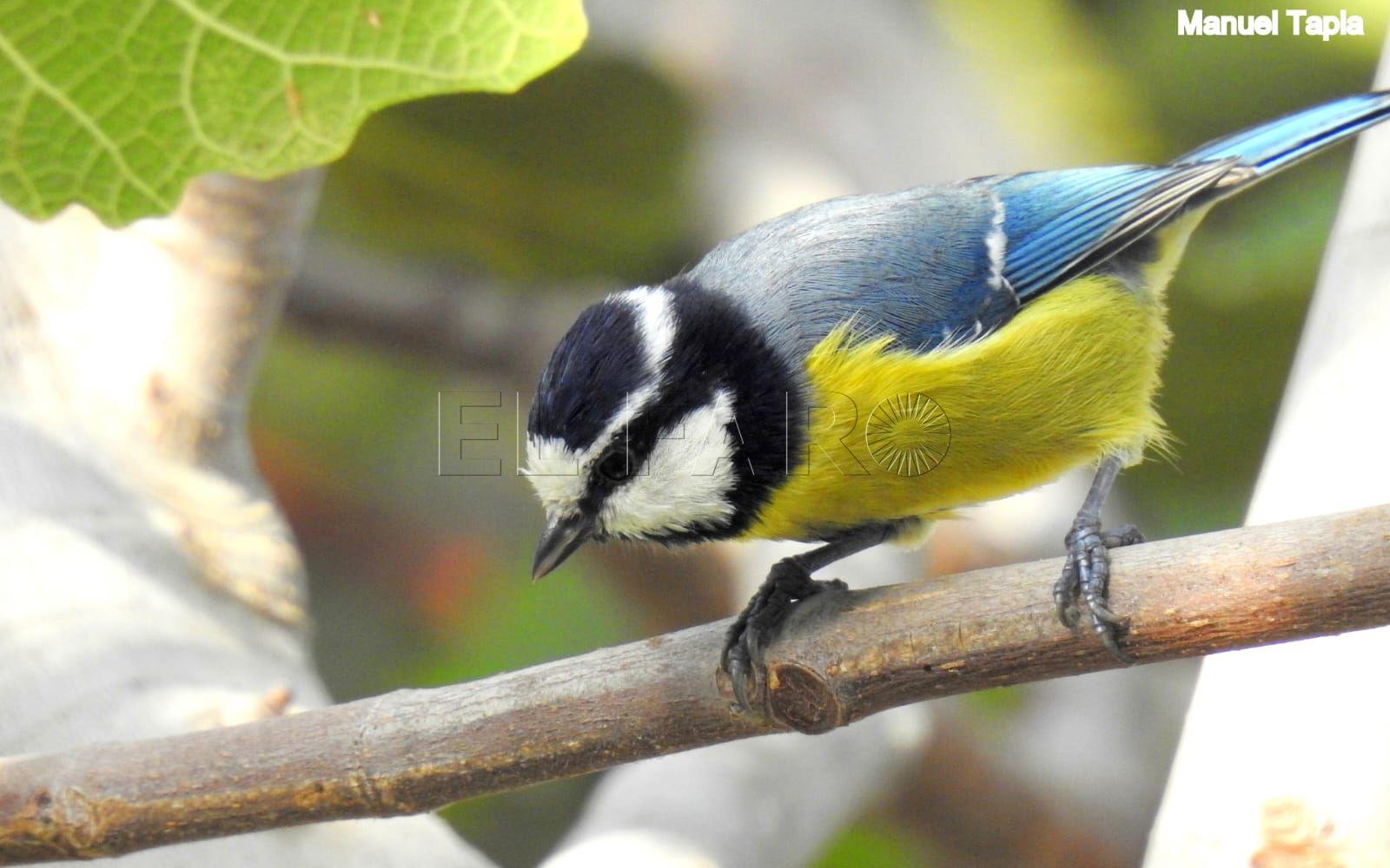 Herrerillo Norteafricano Guelaya valora positivamente su exposición de fotos de aves endémicas
