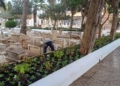 d0b17a41 0a7e 4a1a b3a0 ea09e48e2837 Medio Ambiente se halla inmerso en los arreglos del cementerio de La Purísima para Todos los Santos