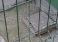 19 11 24 SOMOS AZMANI VISITA GRANJA.00 01 39 13.Imagen fija006 Somos Melilla pide el cierre inmediato de la Granja Escuela Gloria Fuertes