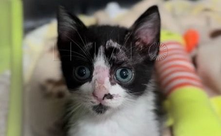 2 e1731581958831 Félix busca un hogar