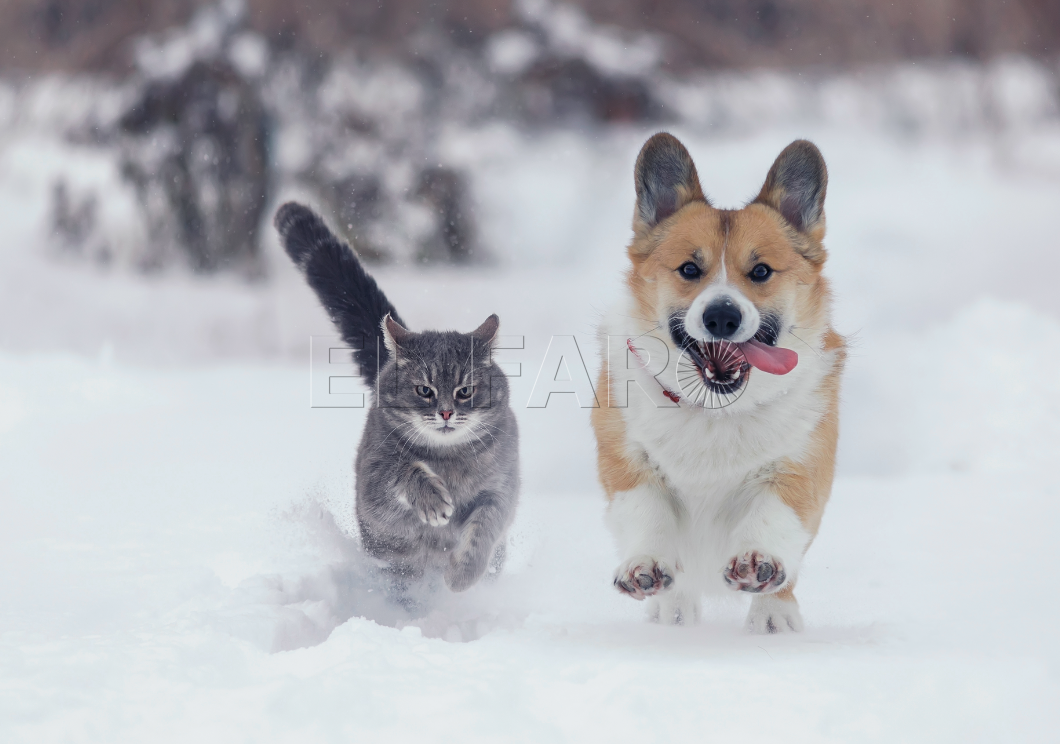 Captura de pantalla 2024 11 14 a las 11.52.49 Las enfermedades más comunes en invierno de perros y gatos