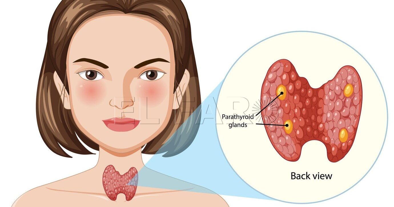 ilustracion anatomia glandula tiroidea 1308 172319 e1732273083732 Relación entre la tiroides y la nutrición