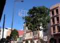 plantacion arboles El primer tramo de García Margallo ya luce su nuevo arbolado