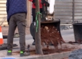 plantacion arboles 5 El primer tramo de García Margallo ya luce su nuevo arbolado