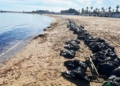 a 2 1 La costa melillense recibe cantidades ingentes de un alga invasora, que podría ser la denominada Rugulopteryx
