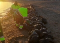 a 3 La costa melillense recibe cantidades ingentes de un alga invasora, que podría ser la denominada Rugulopteryx