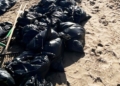 a 4 La costa melillense recibe cantidades ingentes de un alga invasora, que podría ser la denominada Rugulopteryx