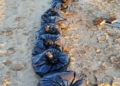 a 6 La costa melillense recibe cantidades ingentes de un alga invasora, que podría ser la denominada Rugulopteryx