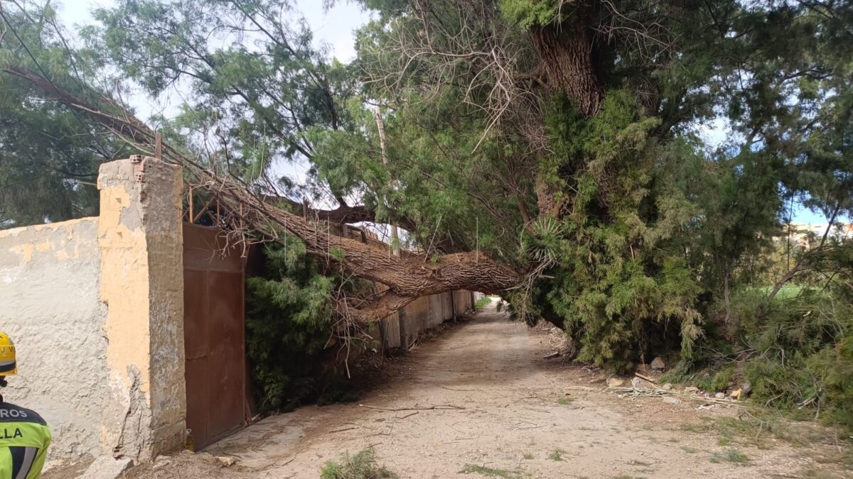 595ba685 3a52 4b3a 9d02 90a25aa71ce7 e1740598033315 Cae un árbol de grandes dimensiones en el callejón de la Marina