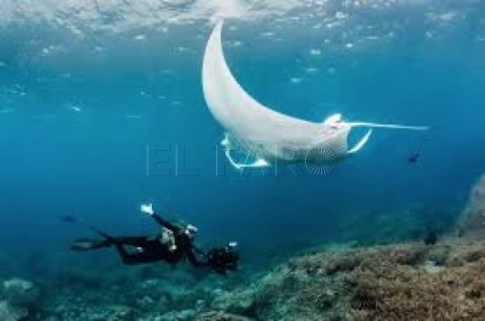 5e2ac2c9 bfd9 4b97 a950 c0545ef05a47 Buceomelilla parte a descubrir las aguas de Indonesia