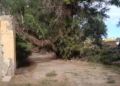 6879f196 8261 460e a7ca 0e410b2e3dcf Cae un árbol de grandes dimensiones en el callejón de la Marina