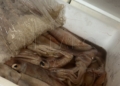 GkPZWZcXMAAWPbO Entra en Melilla el primer camión con pescado de Marruecos en casi cinco años