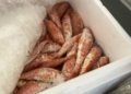 GkPZWZoX0AEXWsb Entra en Melilla el primer camión con pescado de Marruecos en casi cinco años