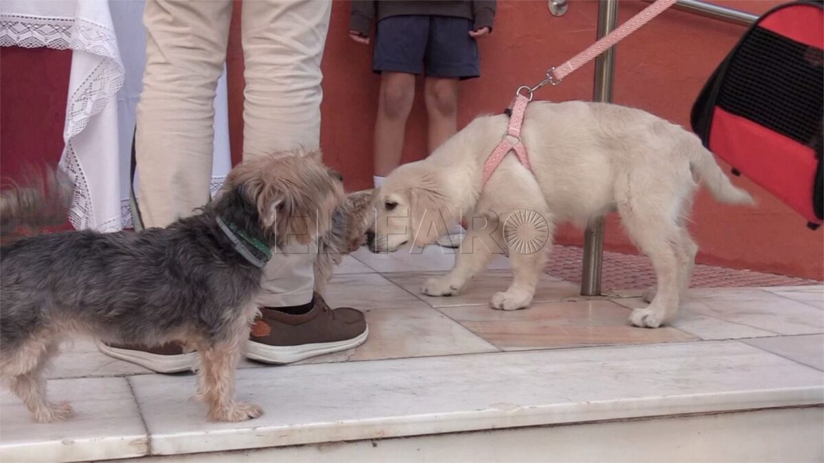Incineradora mascotas