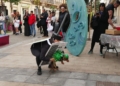 WhatsApp Image 2025 02 22 at 17.27.03 1 Un jardín de flores para "la florecilla de la casa" gana el concurso de mascotas del Carnaval de Melilla