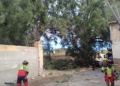 a0e68d6d f932 454a 8cb7 a562454e2a52 Cae un árbol de grandes dimensiones en el callejón de la Marina
