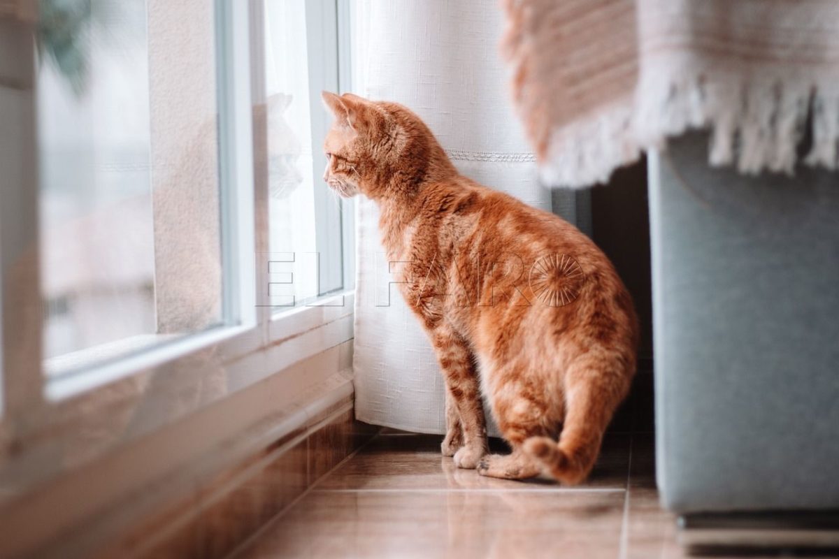 cat 5627808 1280 e1691862060756 La difícil tarea de buscar piso en Melilla cuando tienes mascota
